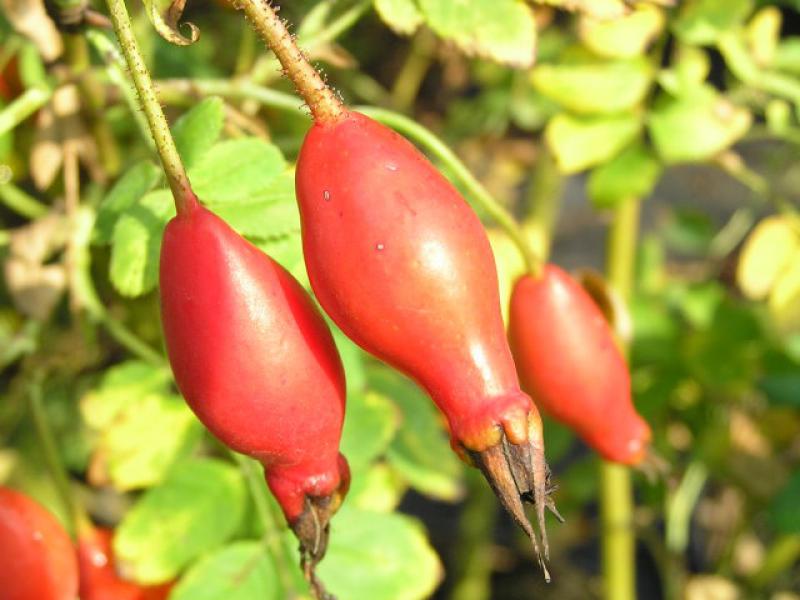 Hagebutten der Alpenheckenrose im September