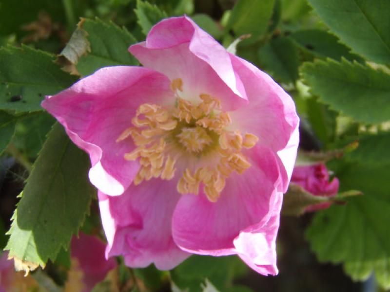 Rosa pendulina in Blüte