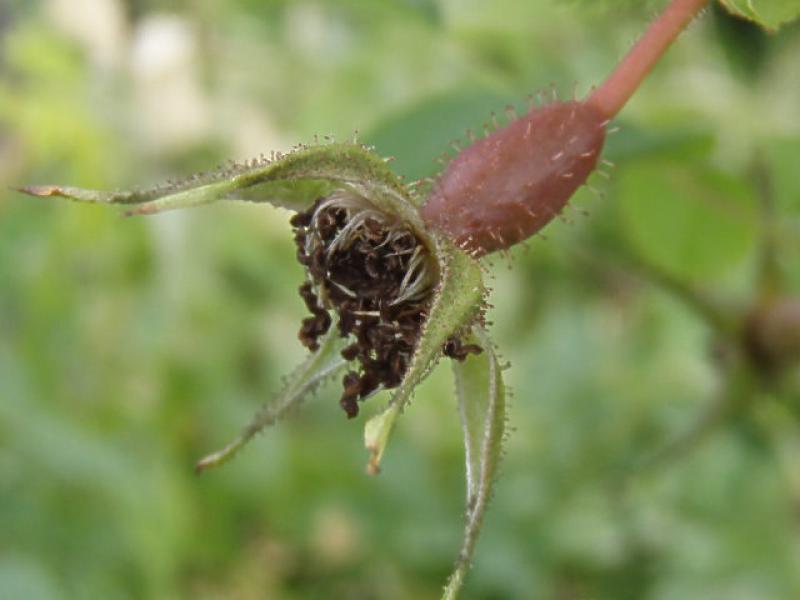 Sich entwickelnde Frucht bei Rosa pendulina