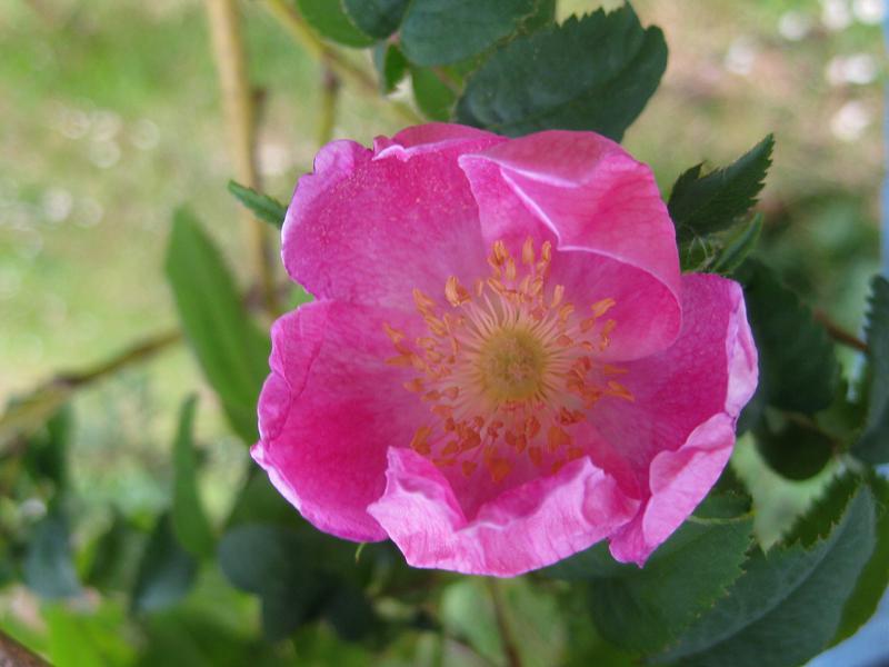 Rosablühende Alpen-Heckenrose