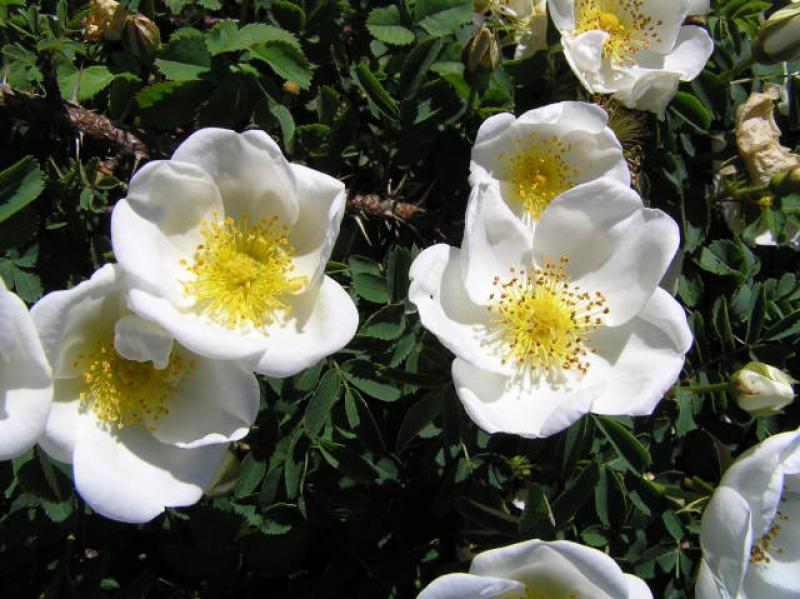 Rosa pimpinellifolia im Blütenflor