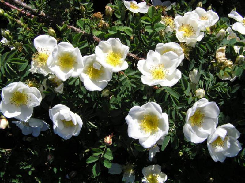 Blüte der Bibernellrose