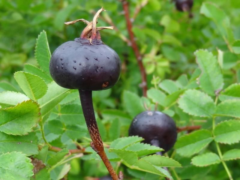 Hagebutte der Bibernellrose