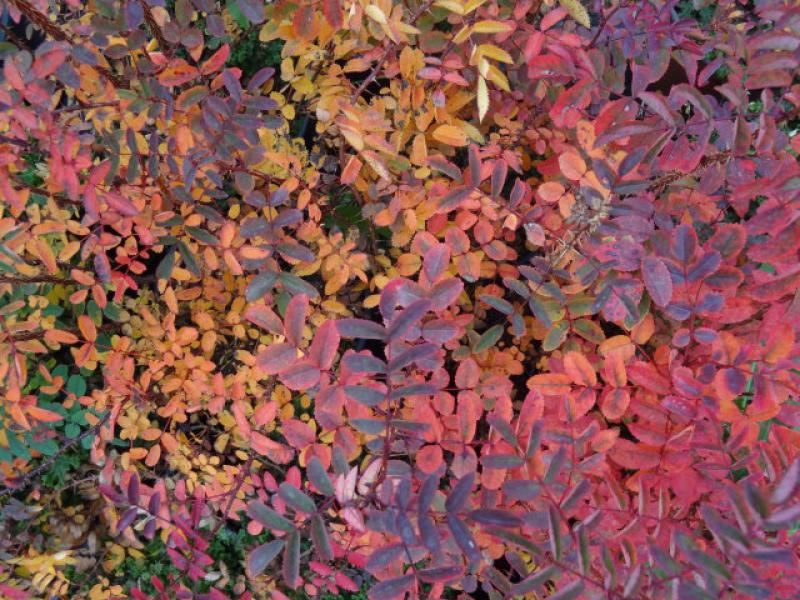 Facettenreiche Herbstfärbung des Laubes von Rosa pimpinellifolia