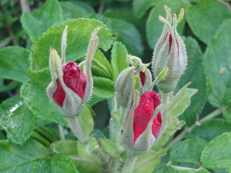 Knospige Blüten von Rosa rugosa