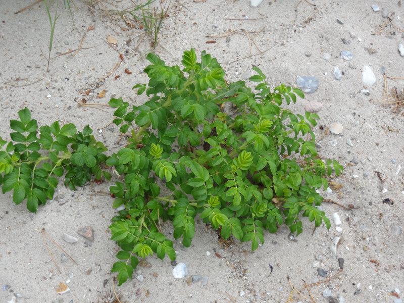 Ein junger Ausläufer der Rosa rugosa mit Sommerlaub am Strand