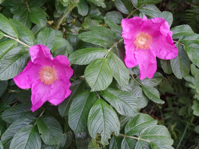 Große einfache Blüten zeigt die Apfelrose im Sommer