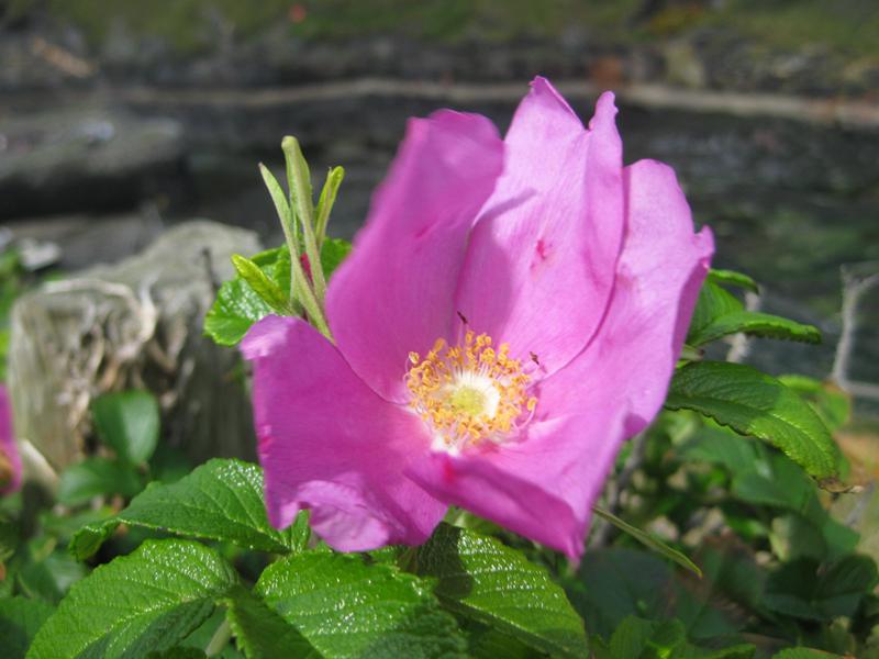 Rosa Blüte der Rosa rugosa mit gelben Staubgefäßen
