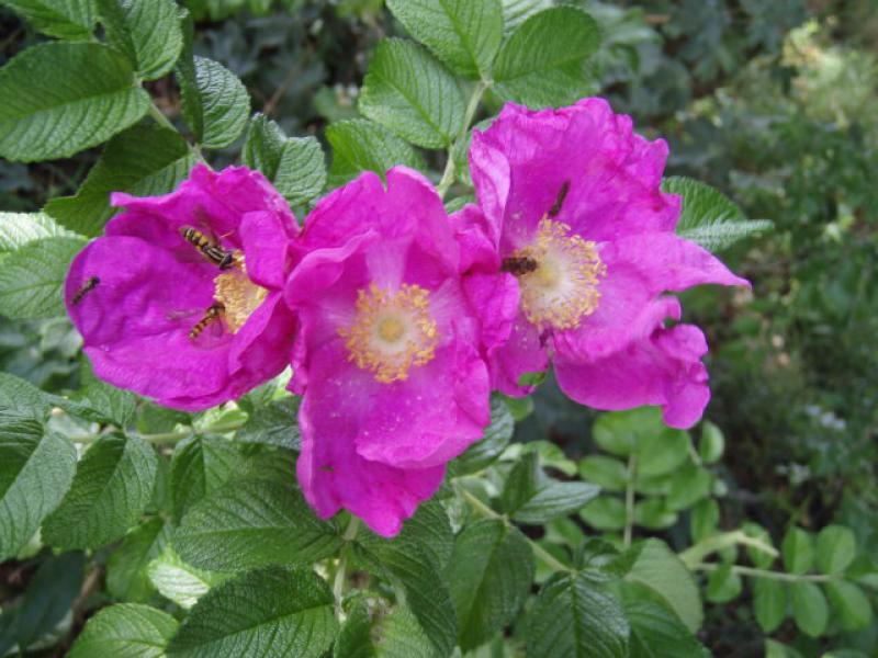 Kartoffelrose, auch Apfelrose - duftende rosa Blüten