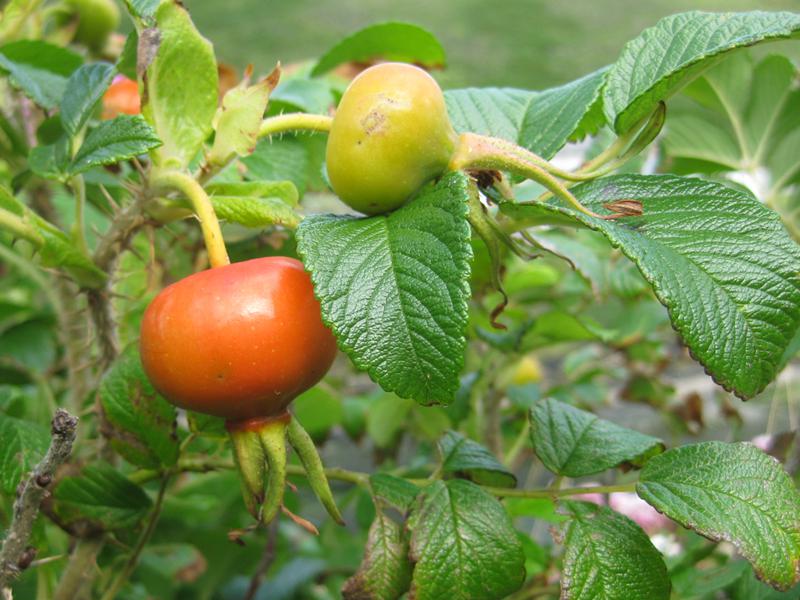 Rotorange Früchte der Kartoffelrose