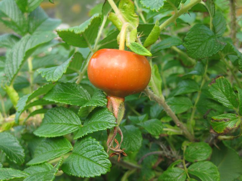 Rosa rugosa trägt runde, orangerote, essbare Hagebutten