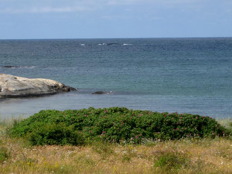 Die Kartoffelrose ist sehr salzverträglich und wird daher gerne am Meer gepflanzt.