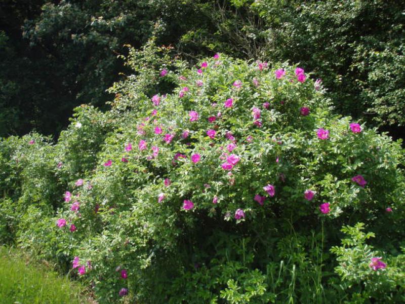 Rosa rugosa in voller Blüte