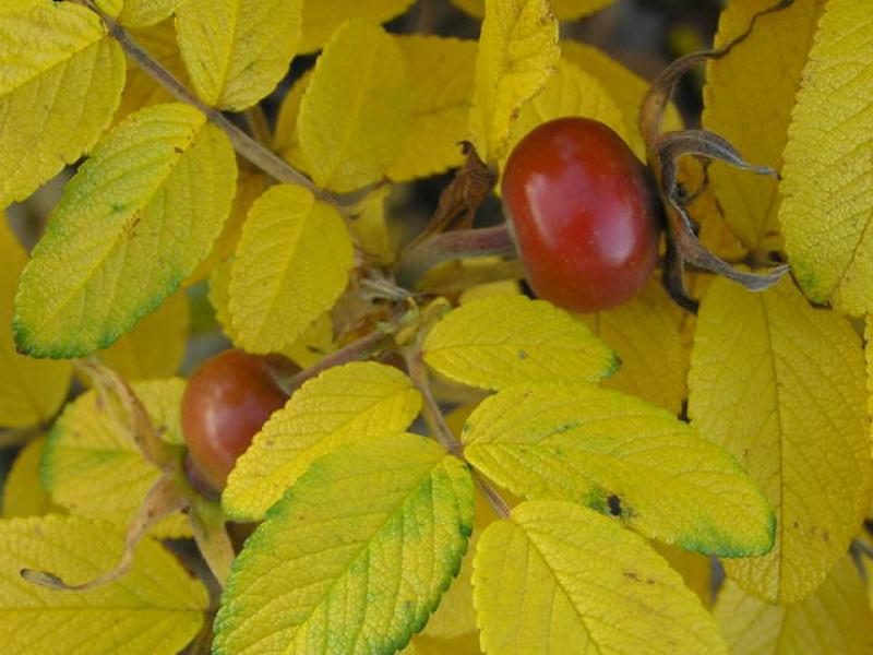 Rosa rugosa mit gelbem Herbstlaub und roten Hagebutten