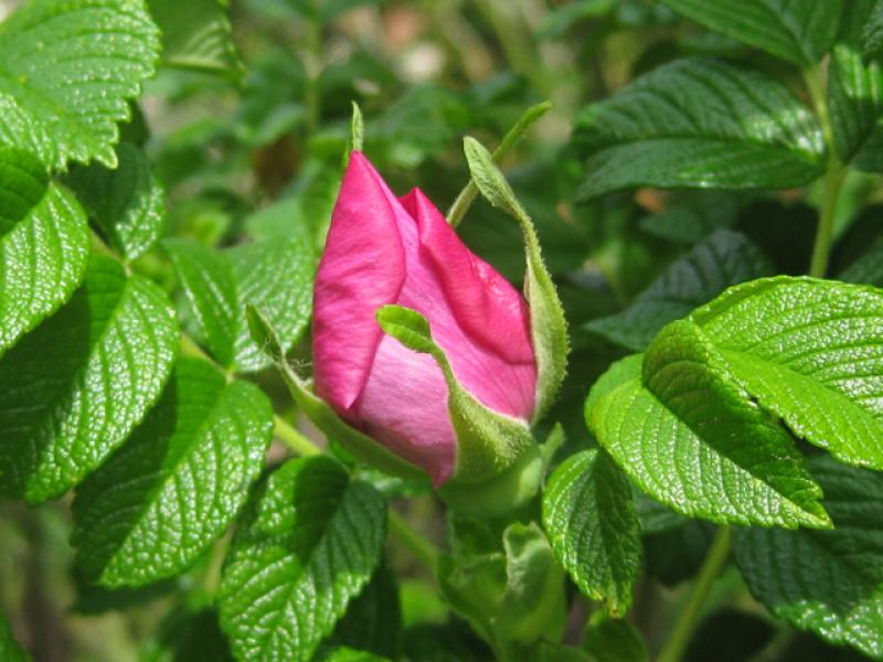 Pinke Blütenknospe bei Rosa rugosa