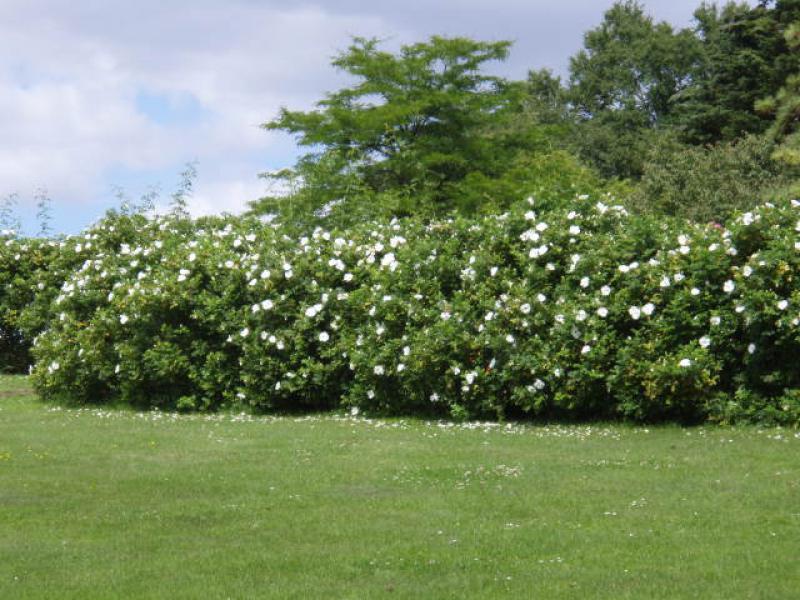 Weißblühende Kartoffelrose als Rosenhecke