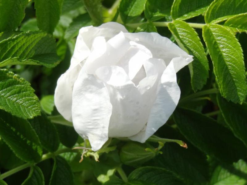 Aufgehende Blüte der weiß blühenden Kartoffelrose