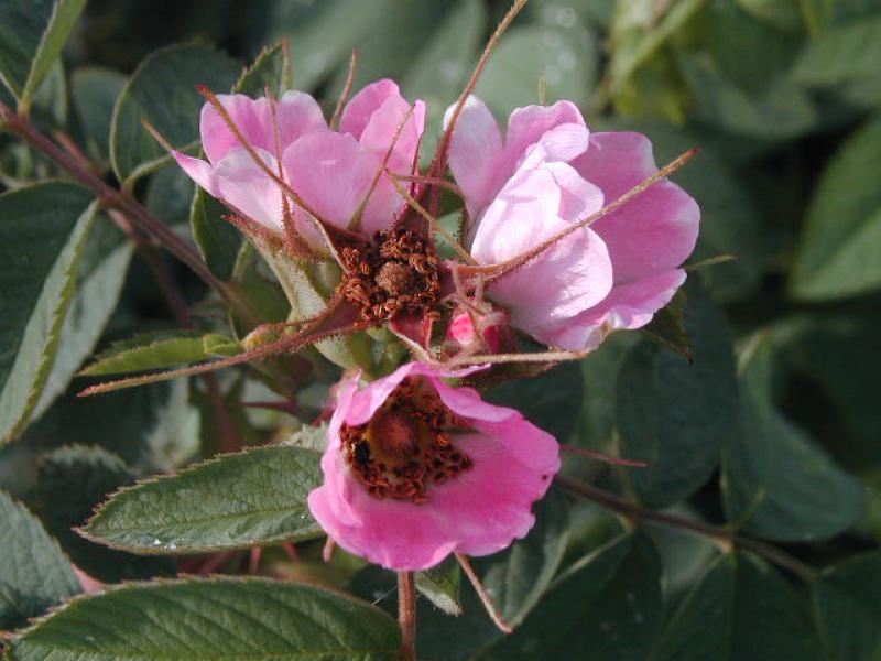 Rosa Blüte der Apfelrose