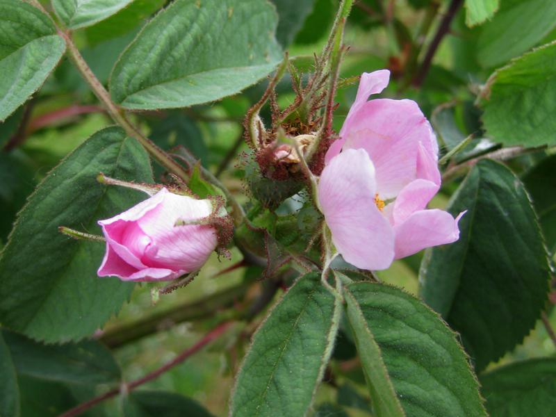 Rosa Knospen der Apfelrose im Aufblühen