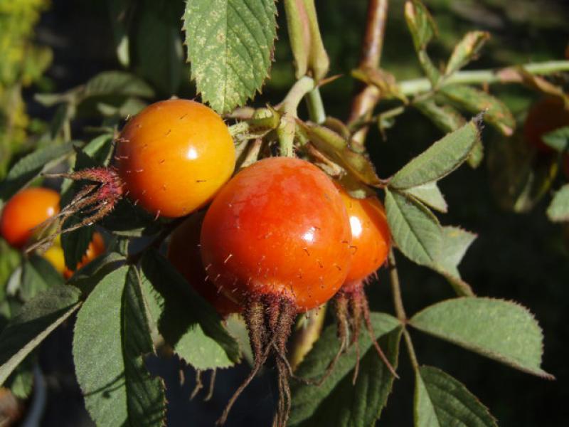 Noch nicht ganz ausgereifte Früchte der Apfelrose