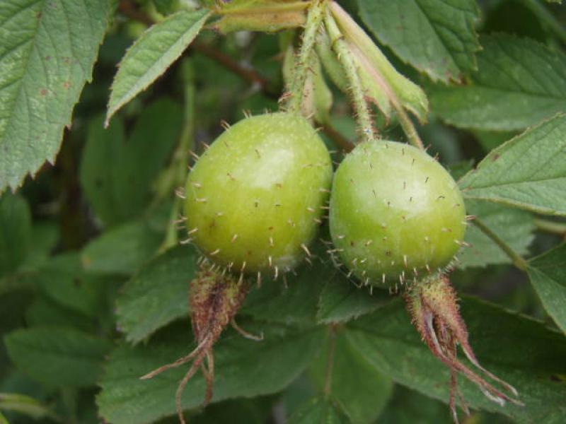 Unreife Frucht von Rosa villosa