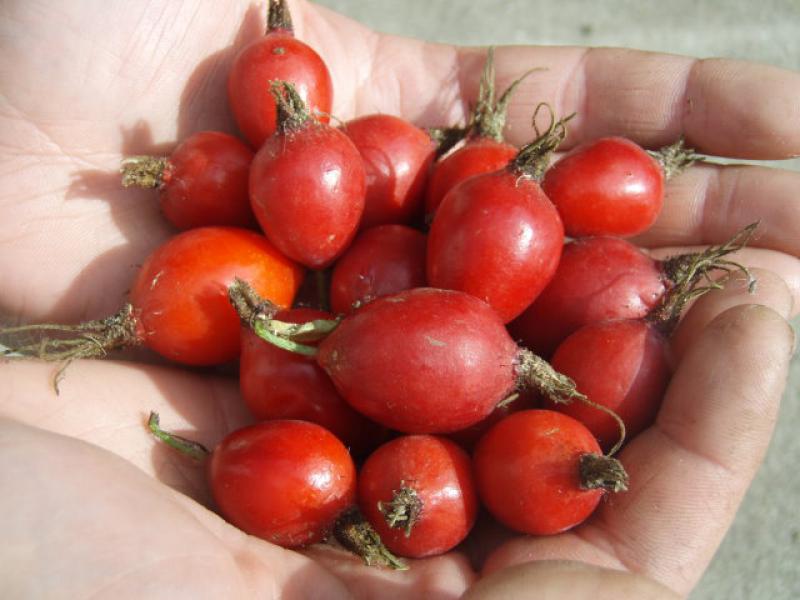 Reiche Ernte: Rote kugelige Hagebutten der Echten Apfelrose