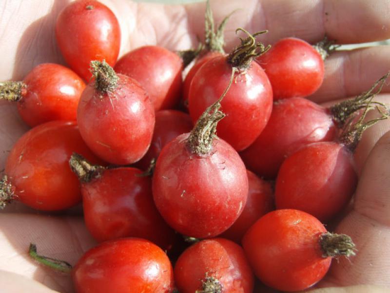 Die leckeren Hagebutten der Echten Apfelrose (Rosa villosa)