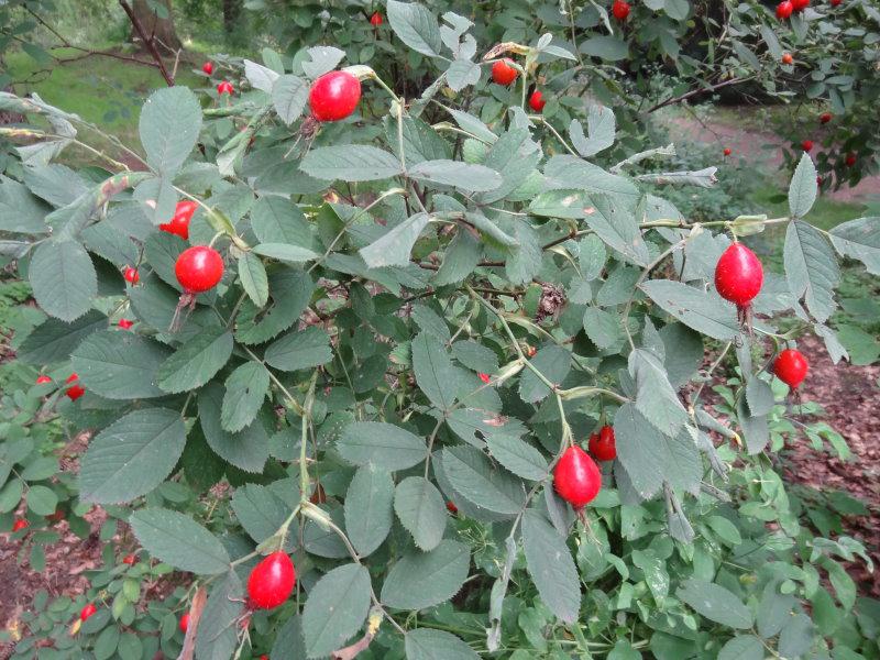 Große auffallende Hagebutten trägt die Rosa villosa