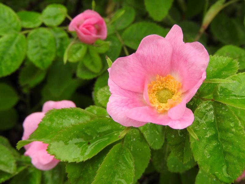 Die rosablühende Apfelrose im Juni