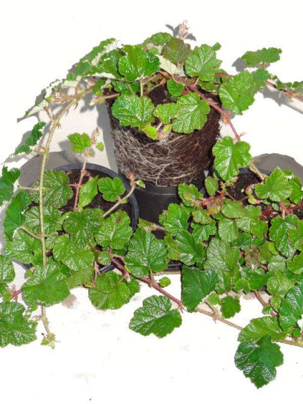 Verkaufsware von Rubus calyciniodes Betty Ashburner im July