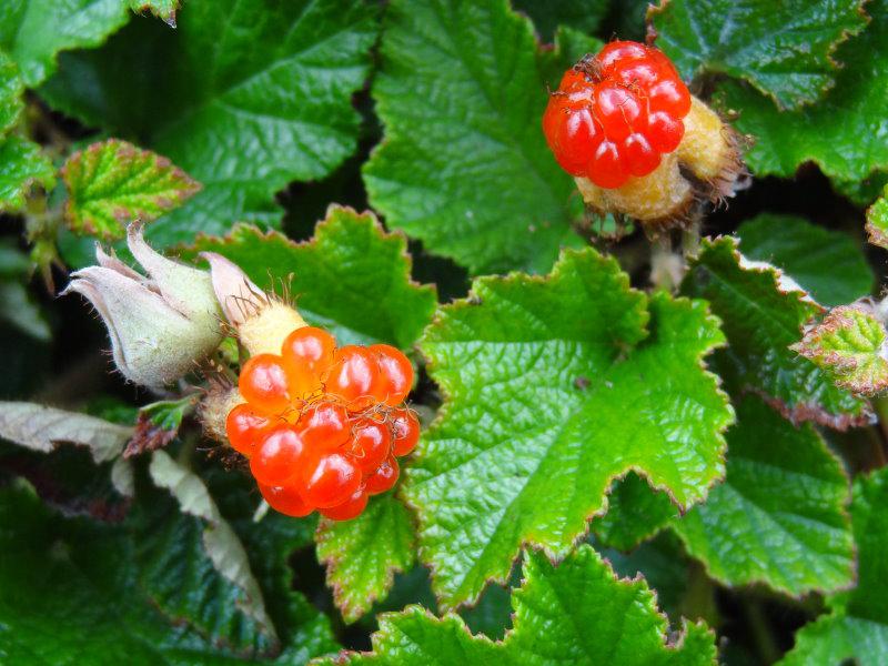 Das Blatt und die Zierfrucht der Zierbrombeere Betty AshburnerDie halbk im Sommer