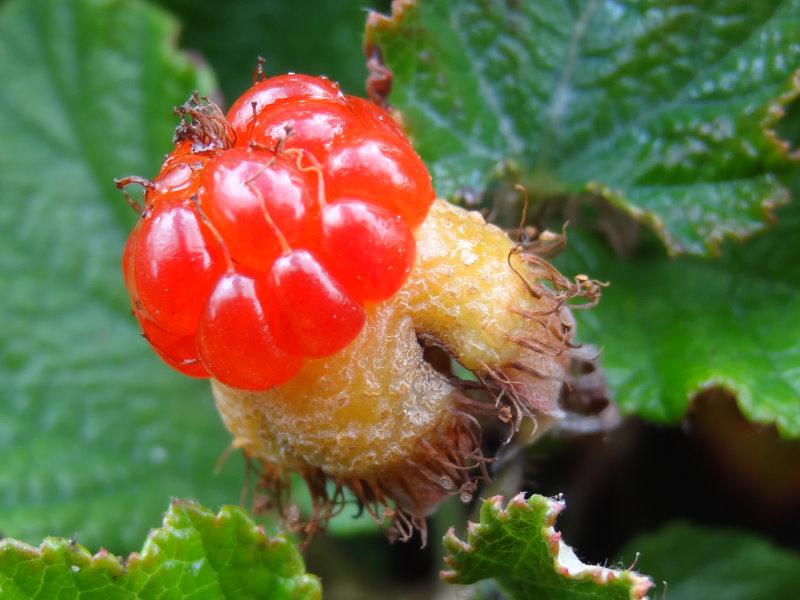 Die halbkugelige Frucht des Rubus calycinoides Betty Ashburner