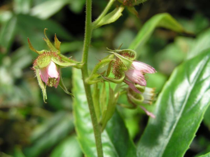 Rosa Blüten der Kletterhimbeere