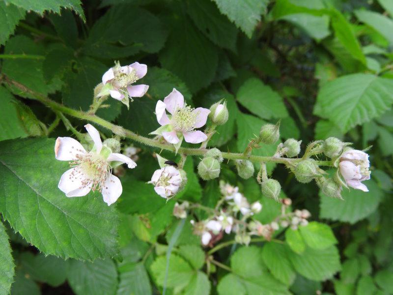 Weiße Blüten der Rubus fruticosa im Juli