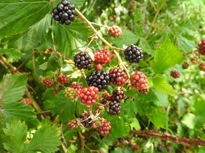 Reichlicher Fruchtbehang bei der Brombeere