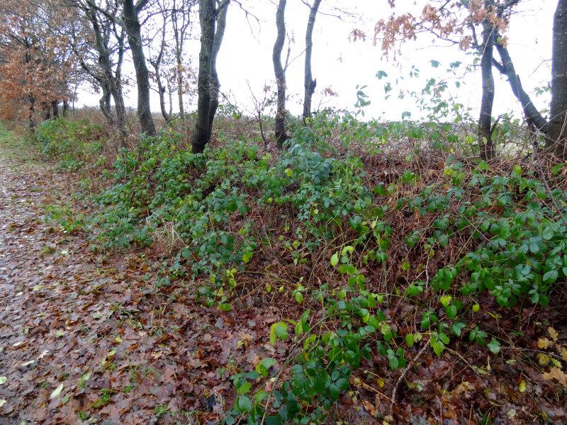 Brombeeren begrünen eine kleine Böschung am Wegesrand