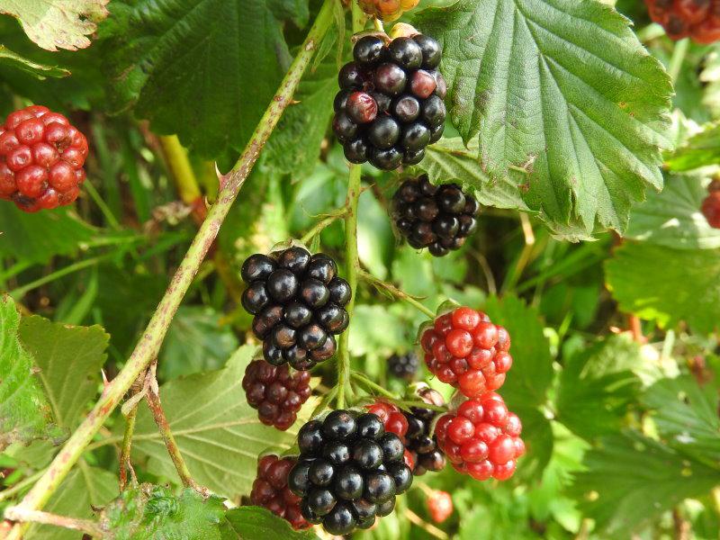 Die meisten Brombeeren bilden sich im August und September.