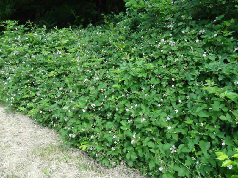 Die Wilde Brombeere (Rubus fruticosus) in Verwendung