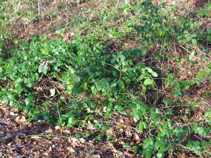 Einige Brombeeren sind in milden Wintern nahezu immergrün (Aufnahme Ende Dezember)