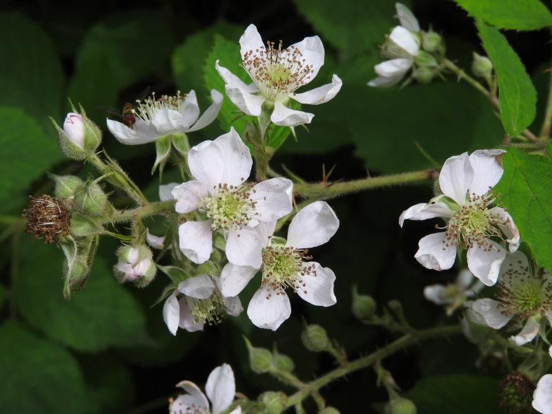 Nahaufnahme der weißen Blüte von Rubus fruticosus