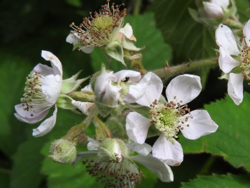 Weiße Blüte der Brombeere im Detail