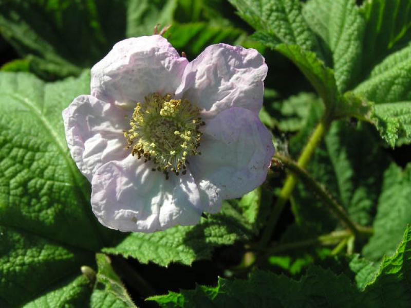 Ungewöhnliche helle Blüte von Rubus odoratus