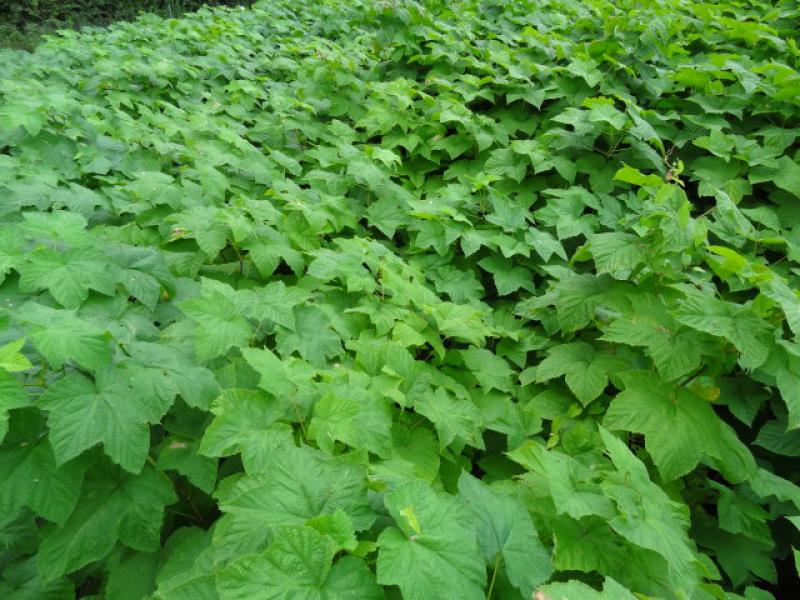 Rubus odoratus deckt mit seinen großen Blättern schnell den Boden ab.