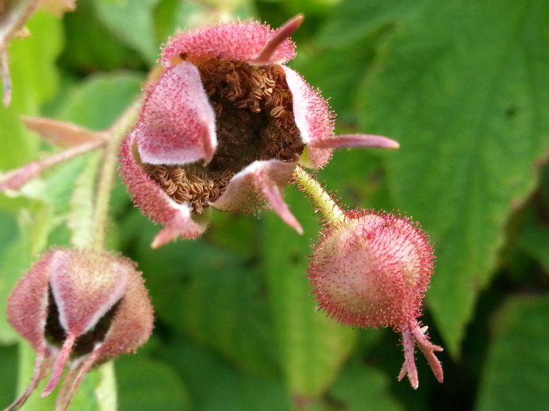 Die aufgehende Knospe des Rubus odoratus