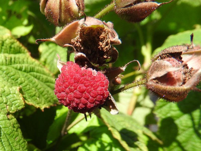 Nahaufnahme der Frucht von der Zimthimbeere