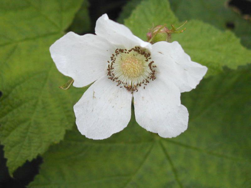 Weiße Zimthimbeere - weiße Blüte