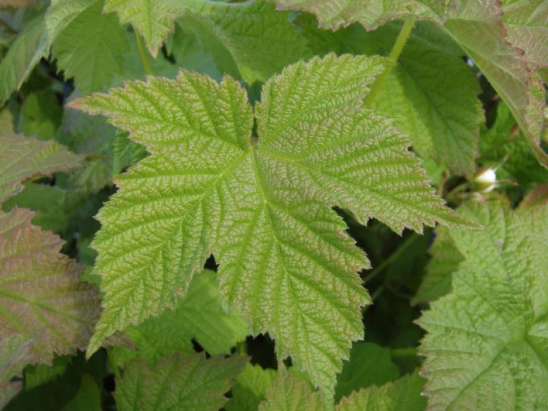 Weiße Zimthimbeere - Blatt