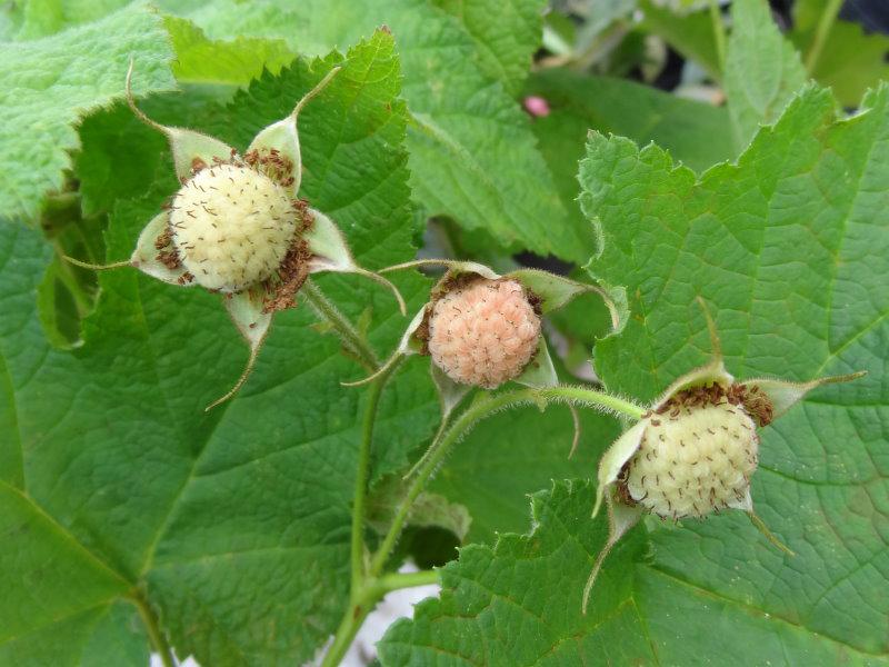 Die noch unreifen Früchte des Rubus parviflorus