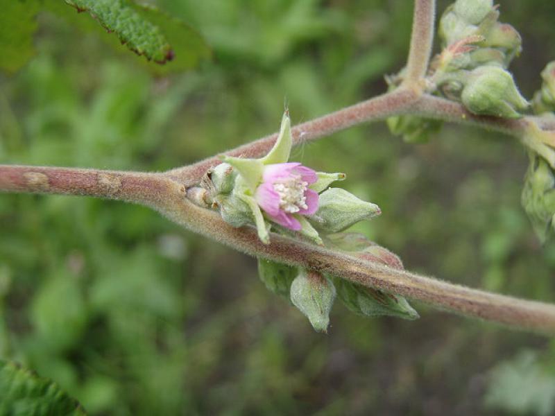 Knospige Blüte der Setchuan-Brombeere