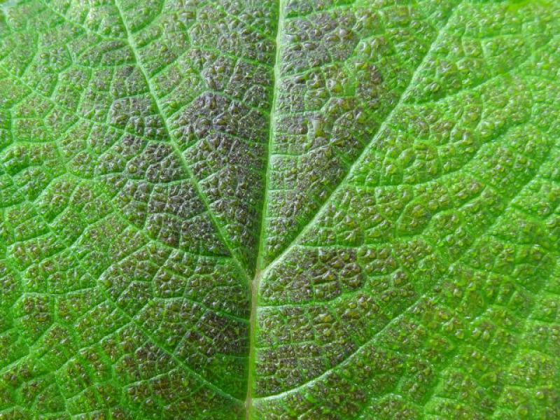 Die farblich interessante Blattmitte von Rubus setchuenensis